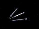 reedcontact 21mm